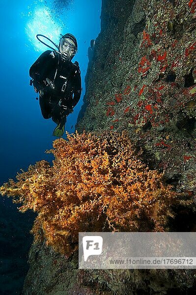 Taucherin betrachtet beleuchtet Kolonie von Makaronesien-Krustenanemone Antipathozoanthus macaronesicus  Ostatlantik  Fuerteventura  Kanarische Inseln  Spanien  Europa