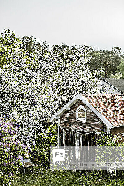 Shed by lilac and honeysuckle trees