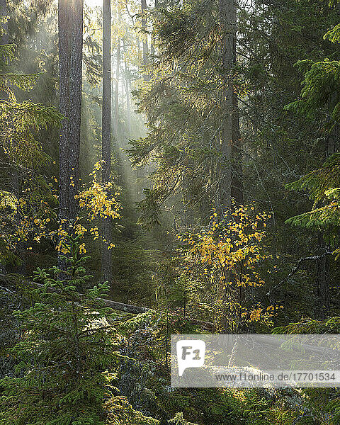 Sunbeams in autumn forest in Tiveden National Park  Sweden