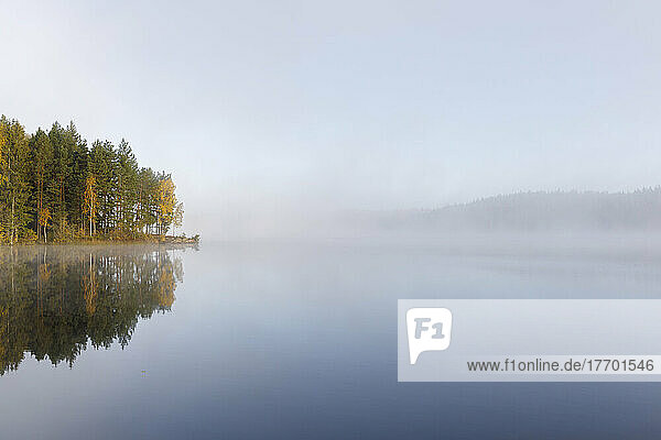 Autumn forest by lake in fog