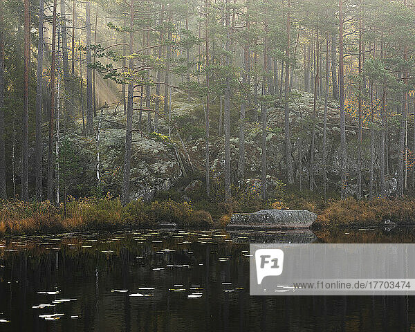 Pond in forest in Tiveden National Park  Sweden