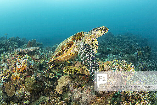 Eine vom Aussterben bedrohte Echte Karettschildkröte (Eretmochelys imbricata) streift über ein Riff auf den Philippinen  Pazifischer Ozean; Philippinen