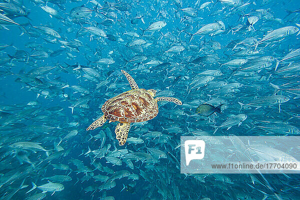 Weibliche Grüne Meeresschildkröte (Chelonia mydas) und schwimmende Großaugenmakrelen (Caranx sexfasciatus); Sipidan Island  Malaysia