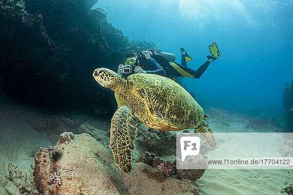 Ein Fotograf richtet seine Kamera auf diese Grüne Meeresschildkröte (Chelonia mydas) vor der Küste von Maui  Hawaii  USA; Maui  Hawaii  Vereinigte Staaten von Amerika