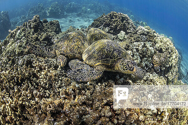 Mehrere Grüne Meeresschildkröten (Chelonia mydas)  eine bedrohte Art  versammeln sich an einem Riff vor West Maui  Hawaii; Maui  Hawaii  Vereinigte Staaten von Amerika