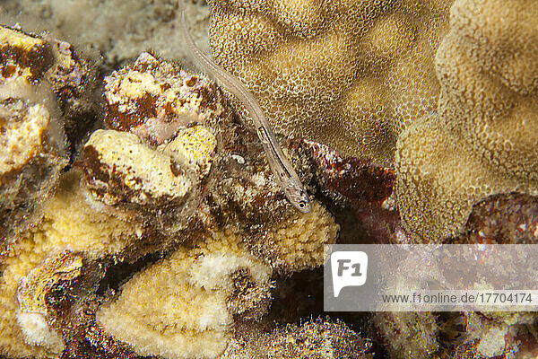Fowler's Pearlfish (Onuxodon fowleri) ernährt sich nachts und versteckt sich tagsüber in Seesternen und Seegurken; Hawaii  Vereinigte Staaten von Amerika