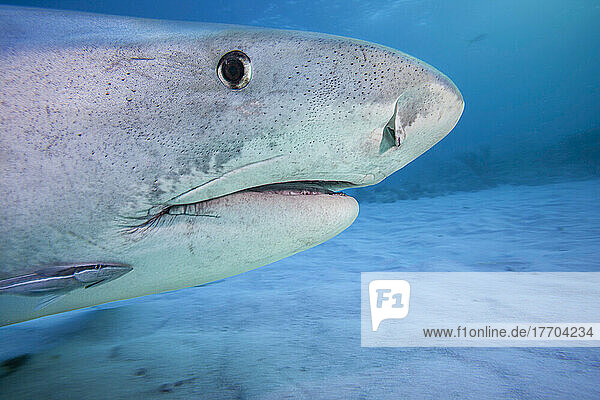 Eine Nahaufnahme des Kopfes eines Tigerhais (Galeocerdo cuvier) unter Wasser auf den Bahamas  Atlantik; Bahamas
