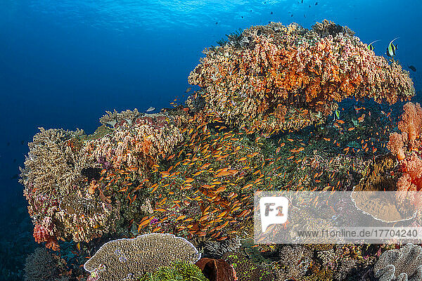 Sowohl Weich- als auch Hartkorallen zusammen mit Anthias-Schwärmen und verschiedenen Rifffischen dominieren diese Unterwasserszene; Insel Bali  Indonesien