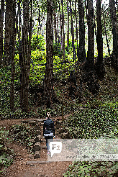 A hiker on a trail with man-made stairs in a redwood forest.; Big Sur  California