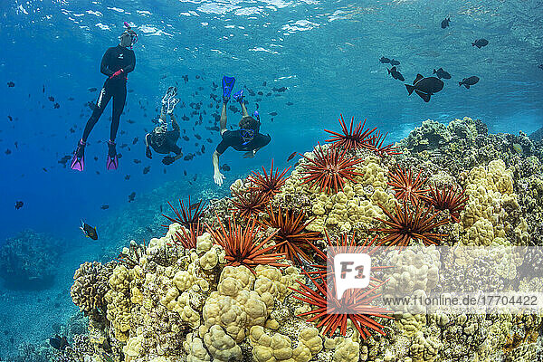 Slate pencil sea urchins (Heterocentrotus mammillatus) color the foreground of this Hawaiian reef scene with three people free diving with black triggerfish (Melichthys niger) at Molokini Marine Preserve off the island of Maui  Hawaii; Maui  Hawaii  United States of America