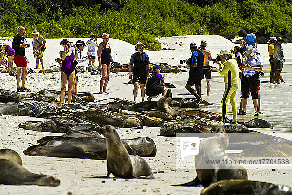 Touristen teilen sich den Strand mit Galapagos-Seelöwen (Zalophus wollebaeki).