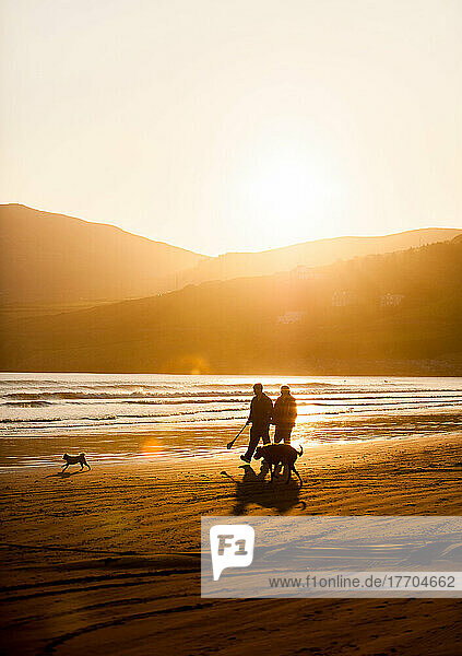 The sun sets behind a couple walking on the beach with their two dogs at Inch Beach  on the Dingle Peninsula of County Kerry  Ireland.