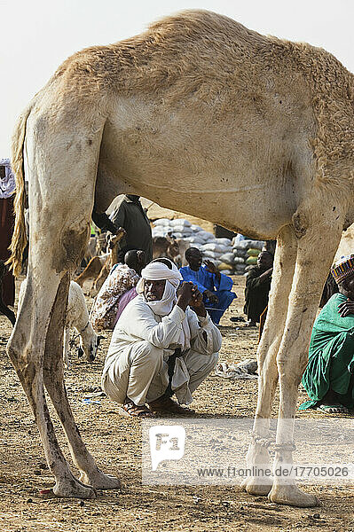Niger  Peul Trader Squatting At Agadez Main Livestock Market; Agadez