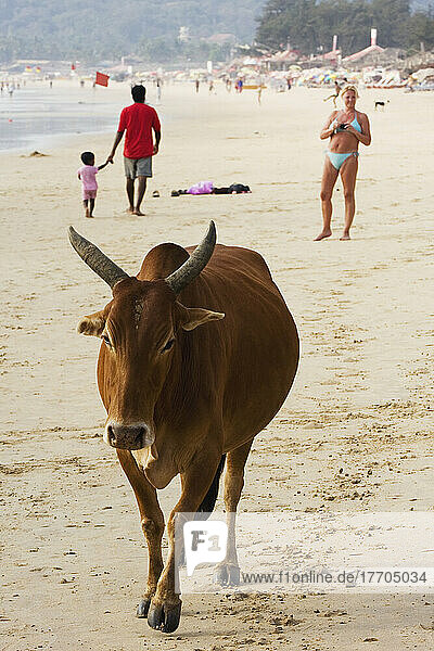 Touristen und heilige Kühe am Strand von Calangute; Bundesstaat Goa  Indien