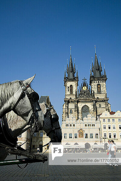 Prag  Tschechische Republik. Pferde warten geduldig darauf  den Wagen der Touristen zu ziehen. Der Altstädter Ring. Die Kirche Unserer Lieben Frau vor dem Tyn.