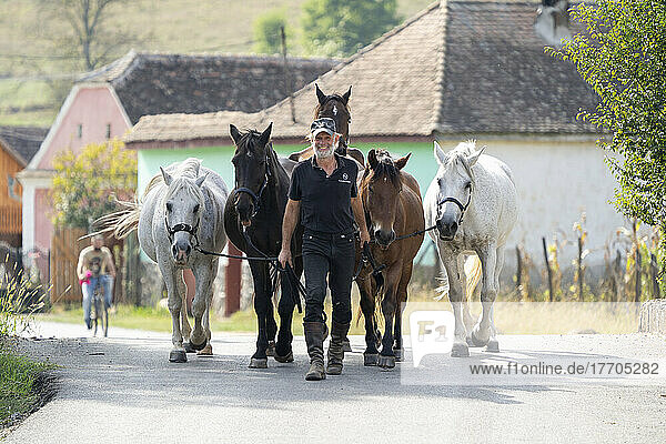 Mann führt Pferde durch das Dorf Cund  Kreis Mures  Siebenbürgen  Rumänien; Siebenbürgen  Rumänien