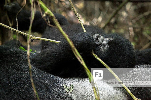 Ein Berggorillababy  Gorilla gorilla beringei  hält sich an Lianen fest  während es auf einem männlichen Silberrücken liegt; Uganda oder Ruanda
