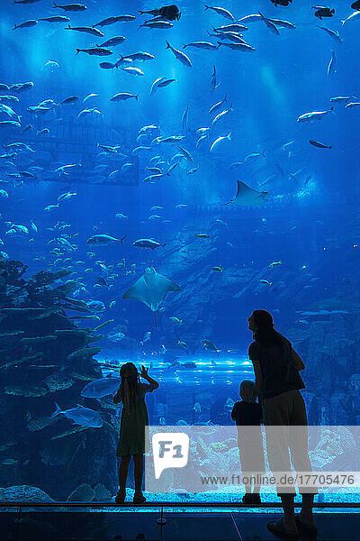 Mutter mit Junge und Mädchen  die in das riesige Aquarium im Einkaufszentrum von Dubai schauen; Dubai  Vereinigte Arabische Emirate