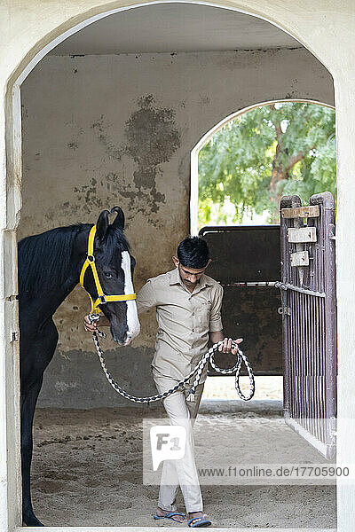Stallbursche mit Marwari-Pferd in den Ställen von Mihir Garh  Bezirk Pali  Rajasthan  Indien; Rajasthan  Indien