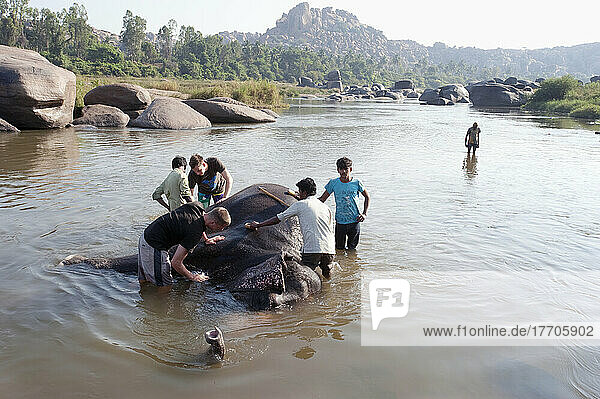 Men Washing An Elephant In The River; Hampi  Karnataka  India