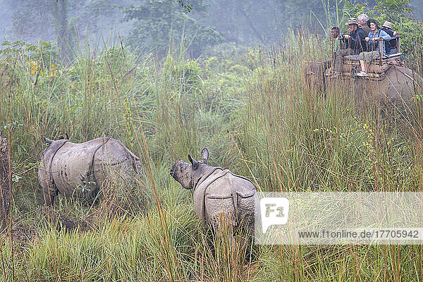 Indisches Einhorn-Nashorn (Rhinoceros unicornis) und Kalb  entdeckt von Touristen auf einer Elefanten-Safari im Chitwan-Nationalpark  Nepal; Chitwan  Nepal