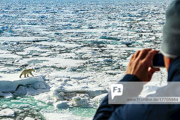 Guest photographing Polar pear (Ursus maritimus)  National Geographic Explorer; Svalbard  Norway