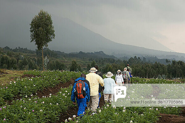 Touristen spazieren durch Reihen von Feldfrüchten in einem ausgedehnten Ackerland am Fuße der Vulkane im Volcanoes National Park; Volcanoes National Park  Ruanda