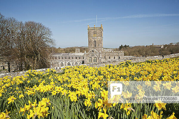 Blühende Narzissen auf dem Gelände der St. David's Cathedral; Pembrokeshire  Wales