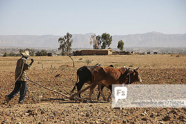Farmer Using Cattle And Plough; Gheralta  Tigray Region  Ethiopia