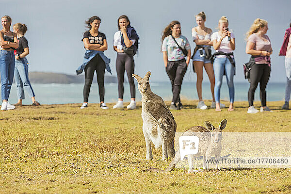 Kängurus hüpfen frei herum  während Touristen am Emerald Beach zusehen; Emerald Beach  New South Wales  Australien