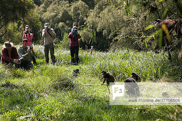 Touristen beobachten und fotografieren Goldmeerkatzen  Cercopithecus kandti  zwischen Bäumen und Gras; Volcanoes National Park  Ruanda