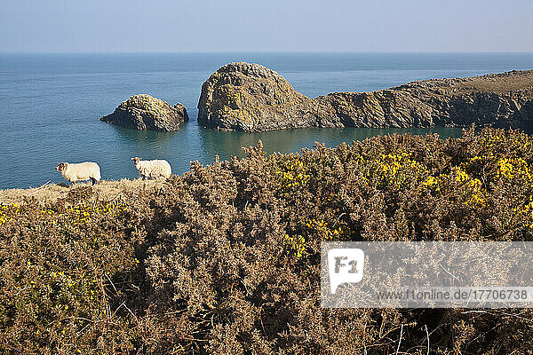 Schafe auf dem Pembrokeshire-Küstenpfad  in der Nähe von Porthgain  Südwestwales; Pembrokeshire  Wales
