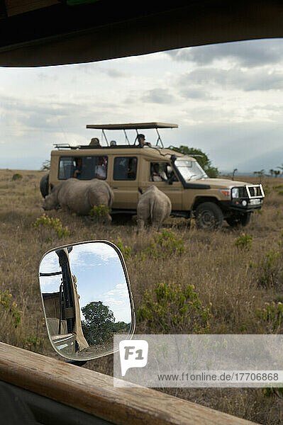 Touristenauto mit südlichen Breitmaulnashörnern daneben  Ol Pejeta Conservancy; Kenia