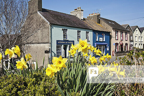 Blühende Narzissen mit Schaufenster eines Touristengeschäfts über Wales und Kunstgalerie; St. David  Pembrokeshire  Wales