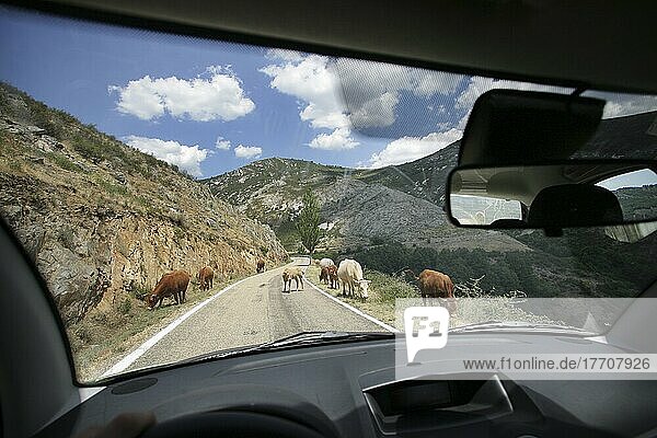 Cattle On The Road.