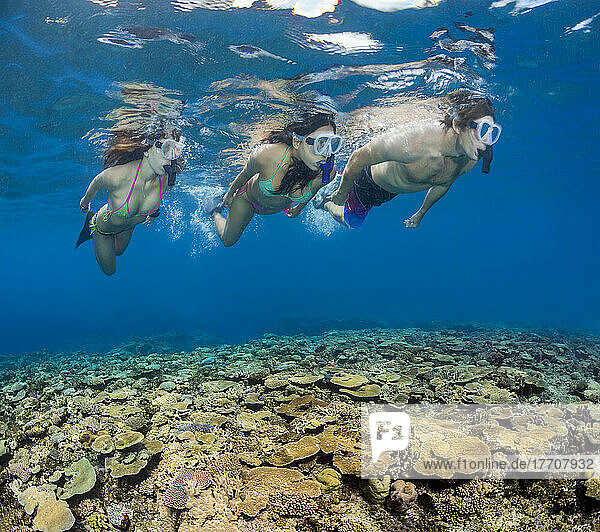 Schnorchler über einem gesunden  hartkorallenreichen Riff; Fidschi