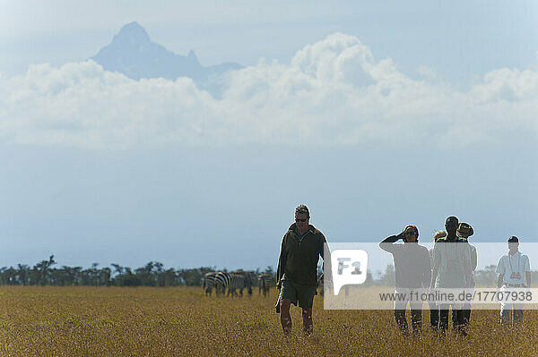 Touristen mit Führer auf Wandersafari mit Zebra und Mt. Kenia im Hintergrund  Ol Pejeta Conservancy; Kenia