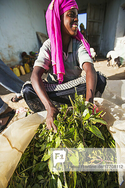 Qat-Verkäufer auf einem Markt außerhalb der Altstadt von Harar in Ostäthiopien; Harar  Äthiopien
