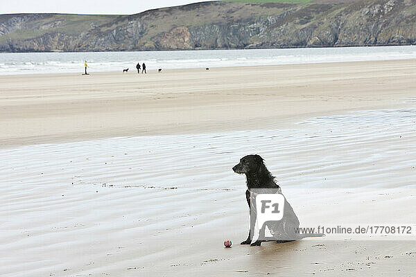 A Dog With His Ball On The Wet Newgale Beach; Wales