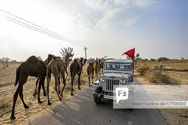 Camel train and jeep in the Thar Desert of Rajasthan  India; Rajasthan  India