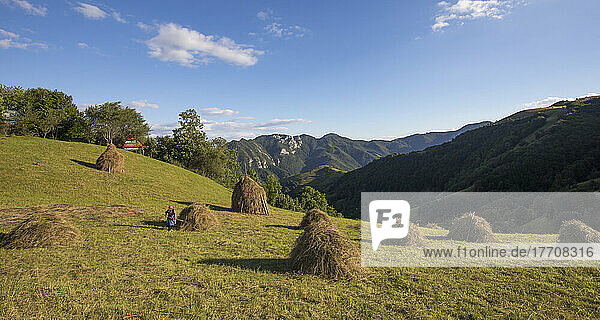 Traditionelle Heuhaufen auf einer Wiese in den Bergen um die Turcului-Schlucht; Kreis Alba  Siebenbürgen  Rumänien