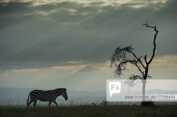 Zebra  das an einem Akazienbaum mit pfeifenden Dornen vorbeiläuft  vor dramatischen Wolken  Ol Pejeta Conservancy; Kenia