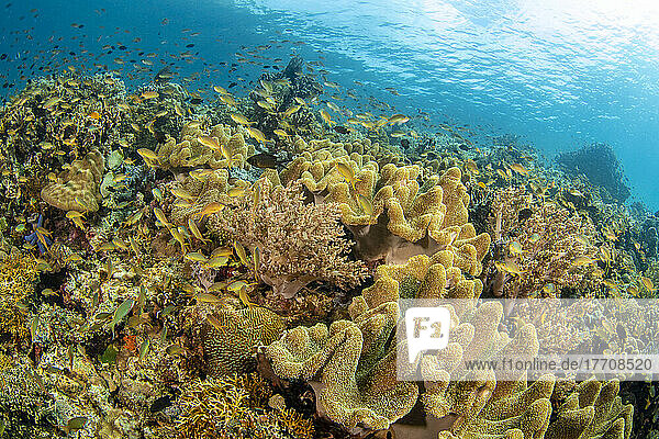Weich- und Steinkorallen konkurrieren in diesem philippinischen Riff um Platz und Plankton zusammen mit schwimmenden Anthias; Philippinen