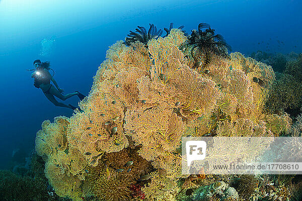 Diver and a coral head covered with gorgonian fans and two crinoids on top; Philippines