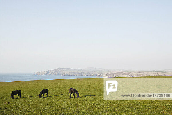 Drei Pferde grasen auf einer grünen Wiese mit Blick auf das Meer und die Küstenlinie in der Ferne; Pembrokeshire  Wales