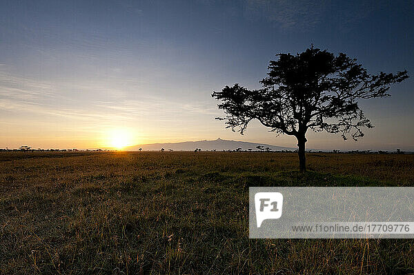 Akazienbaum mit dem Berg Kenia dahinter in der Morgendämmerung  Ol Pejeta Conservancy; Kenia