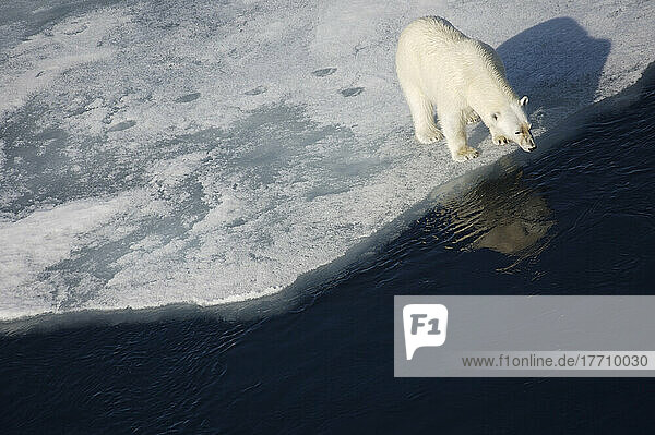 Eisbär auf schmelzendem Meereis  Blickwinkel vom Kreuzfahrtschiff; Svalbard  Norwegen