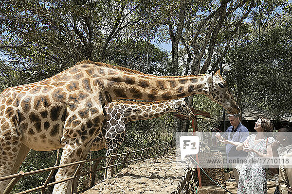 Touristen füttern die Giraffen im Giraffe Centre in Nairobi  Kenia  Afrika; Nairobi  Kenia