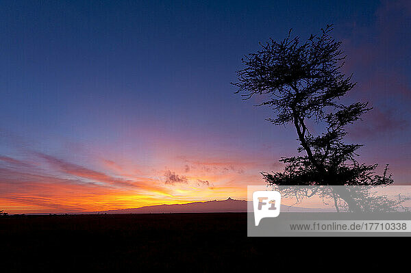 Silhouette des Akazienbaums vor dem Berg Kenia in der Morgendämmerung  Ol Pejeta Conservancy; Kenia