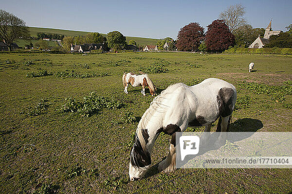 Ponys in der typischen englischen Hügellandschaft; Kingston Deverill  Wiltshire  England